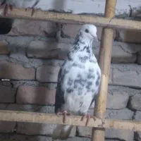 کبوتر پرشی غریبگیری نر قاره