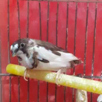 فنچ بنگالی نر