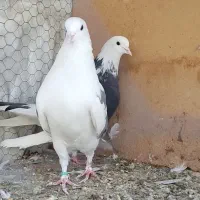 کبوتر پرشی|پرنده|فولادشهر, سایت صنعتی کاوه|دیوار