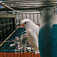 کوتوله برزیلی|پرنده|فسا, |دیوار