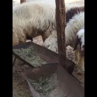 فروش سه عددمیش جوان