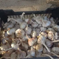 فروش سیر درجه یک