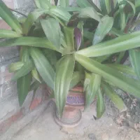 گل طبیعی