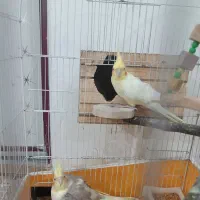 عروس هلندی