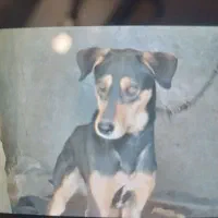 سه تا سگ|سگ|ایلام, |دیوار