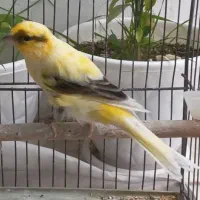 قناری نر ابلغ رسمی کشیده و پابلند بخون بشرط