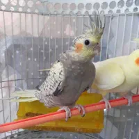 جوجه عروس هلندی|پرنده|مشهد, چهنو|دیوار