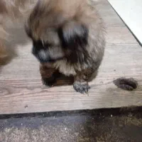 فروش سگ شیتزو|سگ|خرمدره, |دیوار