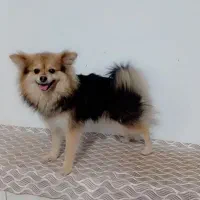 سگ پامر دم روباهی|سگ|کرمان, |دیوار