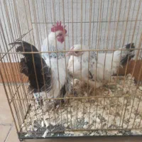 مرغ.خروس.انگلیسی