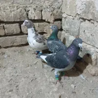 ۳عدد کفتر نر مال مشهد