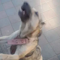 سگ نژاد دار|سگ|زنجان, |دیوار