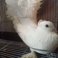 کبوتر دم چتری راعبی اصل جوون و خوشکل