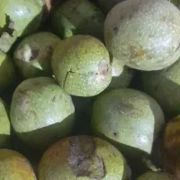 گردو با پوست سبز کاغذی