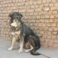 ماده پژدر