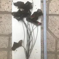 گیاه اکواریومی نیلوفر تایگر|ماهی|شیراز, تحویلی|دیوار