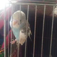 مرغ عشق|پرنده|لاهیجان, کوی زمانی|دیوار