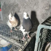 کبوتر|پرنده|آمل, |دیوار