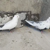 نر و ماده دمی|پرنده|بروجرد, |دیوار