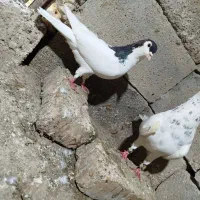 کفتر