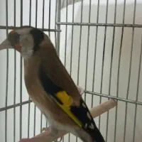 سهره|پرنده|تهران, فلاح|دیوار