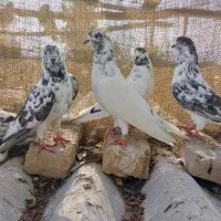 کبوتر پرشی|پرنده|آق قلا, |دیوار