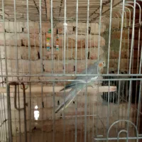 عروس هلندی