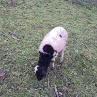 گوسفند بره ماده ۴ ماهه علفخوار سالم و سرحال