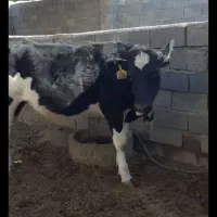 گوشت گوساله تازه وجیگر و کله گوساله واستخوان