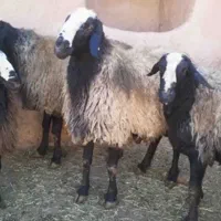 خرید و فروش گوسفند