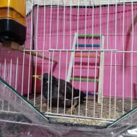 مینا|پرنده|مشهد, شهید قربانی|دیوار