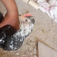 خروس گلین لری اصیل معاوضه