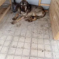 سگ اصالت دار