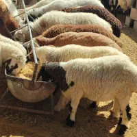 گوسفند شمارو خریداریم بره کره میش بز وگوساله