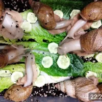 حلزون آلبینو