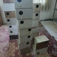 لانه کوتوله
