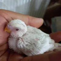جوجه مرغ عشق هلندی سرلاکی با سرلاکشون