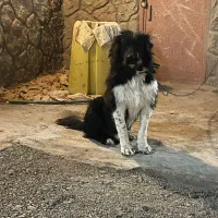 سگ ریشی درشت