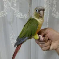 طوطی
