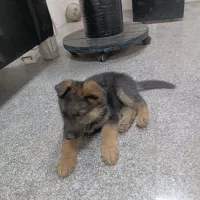 سگ ژرمن