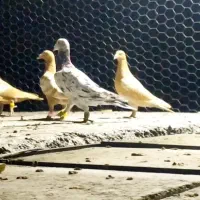 دسته کبوتر سرور و میولمنز