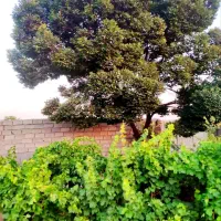 باغچه وباغ درخت انگور در قطعات ۵۰۰ متر چهار دیواری|فروش زمین و ملک کلنگی|رباط‌کریم, انجم آباد|دیوار