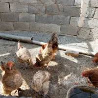 فروش مرغ تخم گذار