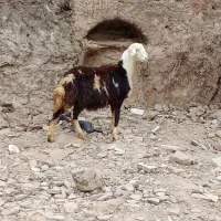 بره قوچ فروشی|حیوانات مزرعه|زند, |دیوار