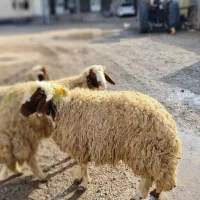 شک ورن|حیوانات مزرعه|کرمانشاه, |دیوار