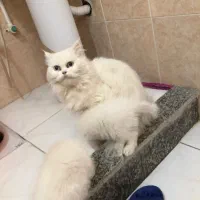 یک ماده با دولت جوجه فول بازی خیلی قشنگ پرشین