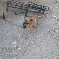 سگ.|سگ|خورموج, |دیوار