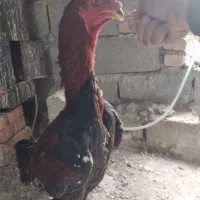 یک خروس لاری ۸ ماهه