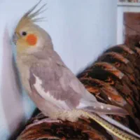 عروس هلندی گم شده