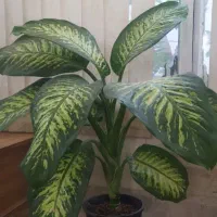 گل آپارتمانی|گل و گیاه طبیعی|یزد, |دیوار